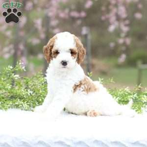 Carolina, Mini Goldendoodle Puppy